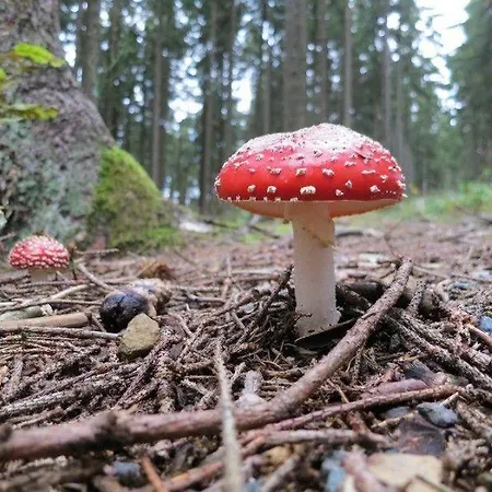 Ferienwohnung-am-wurmberg-2 * Браунлаге