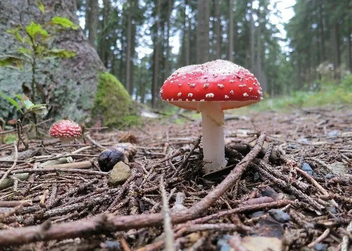 Ferienwohnung-am-wurmberg-2 * Braunlage